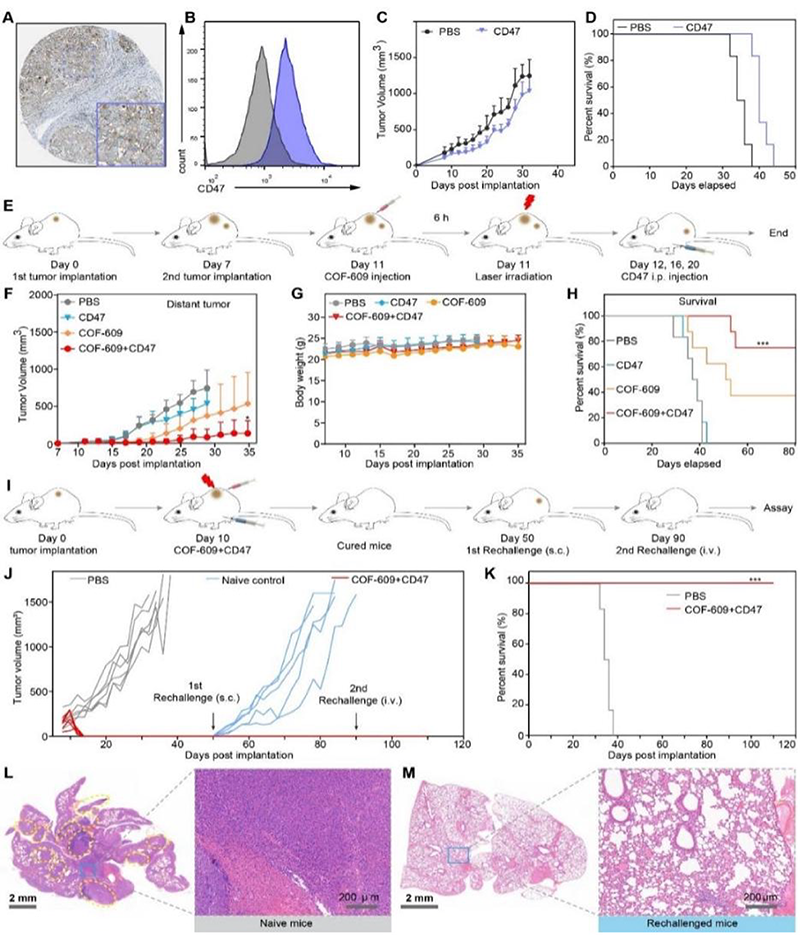 三維COF抑制腫瘤復發(fā)和轉(zhuǎn)移能力研究